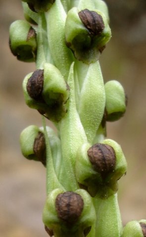 Pterygodium dracomontanum floral bracts and hoods